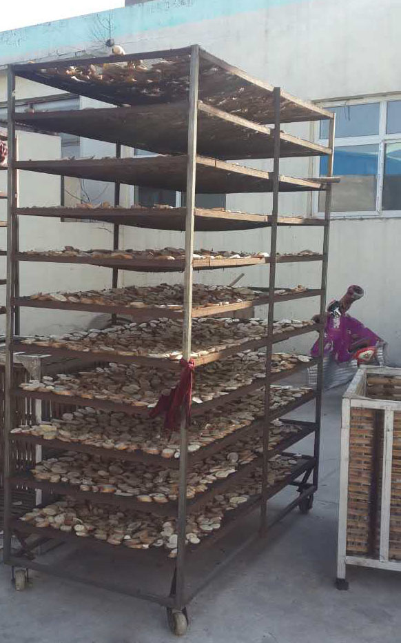 河北聯興佳圭公司項回、芽球玉蘭烘干項目